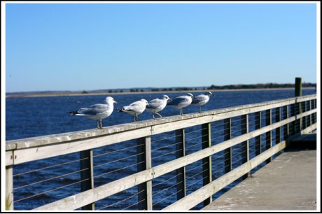 8 oak island picture