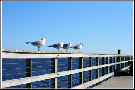 9 oak island picture